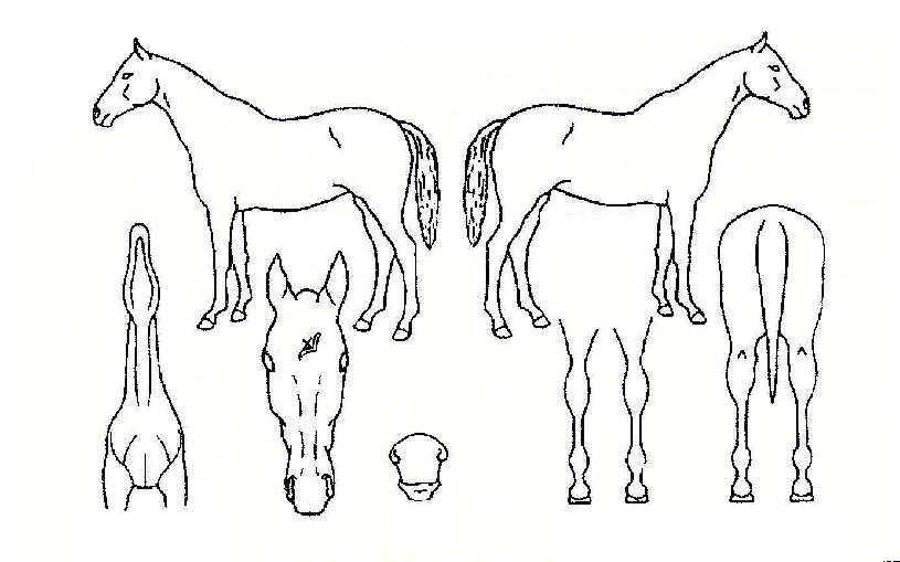 ºñÅ×½ºÀÇ Ãø¸é,¿ì¸é,µÞ¸é,µÎ»ó,´Ù¸®ÀÇ Æ¯Â¡µµÇØ