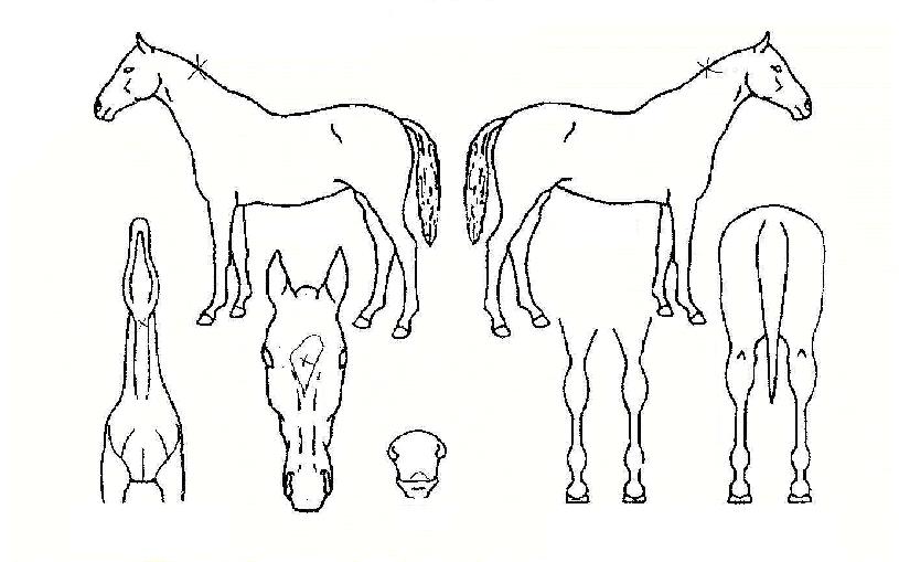 ·¡½ºÇǾîÀÇ Ãø¸é,¿ì¸é,µÞ¸é,µÎ»ó,´Ù¸®ÀÇ Æ¯Â¡µµÇØ