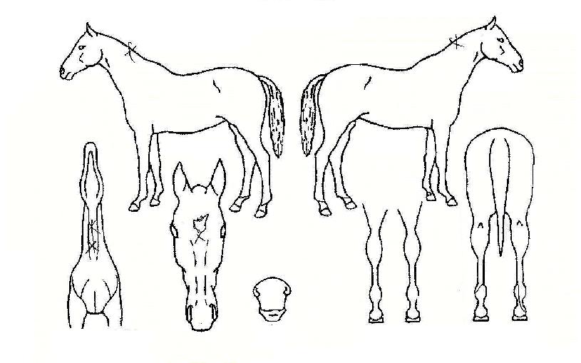 »þ¸ðÀÇ Ãø¸é,¿ì¸é,µÞ¸é,µÎ»ó,´Ù¸®ÀÇ Æ¯Â¡µµÇØ