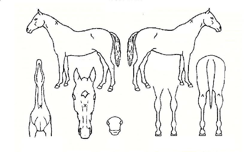 �̽����ڸ��� ����,���,�޸�,�λ�,�ٸ��� Ư¡����