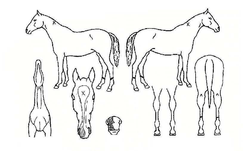 �������� ����,���,�޸�,�λ�,�ٸ��� Ư¡����