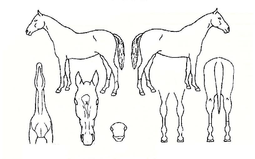 û��޾Ƹ��� ����,���,�޸�,�λ�,�ٸ��� Ư¡����