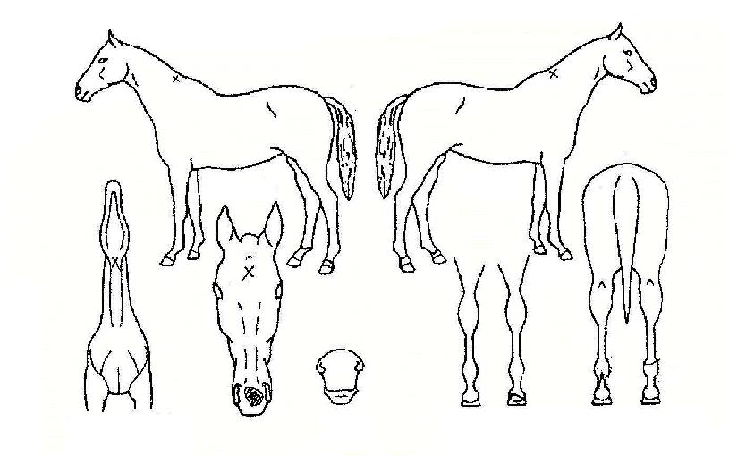 ¾Æ·¹½ºÀÇ Ãø¸é,¿ì¸é,µÞ¸é,µÎ»ó,´Ù¸®ÀÇ Æ¯Â¡µµÇØ