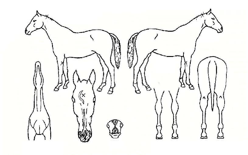 ����Ʈ������ ����,���,�޸�,�λ�,�ٸ��� Ư¡����