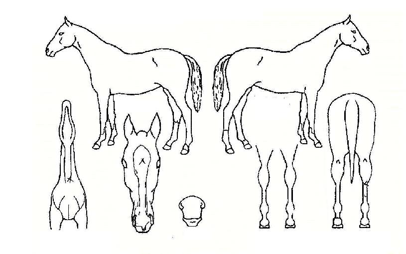 Ư����ȣ�� ����,���,�޸�,�λ�,�ٸ��� Ư¡����