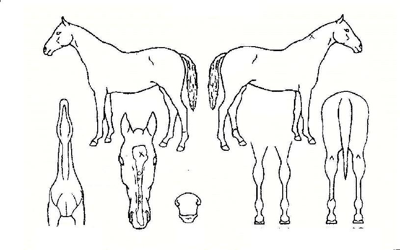 �Ϻ����� ����,���,�޸�,�λ�,�ٸ��� Ư¡����