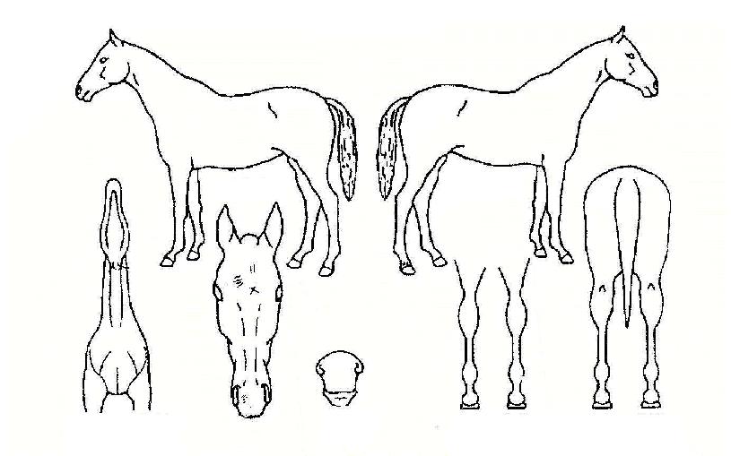 ������� ����,���,�޸�,�λ�,�ٸ��� Ư¡����