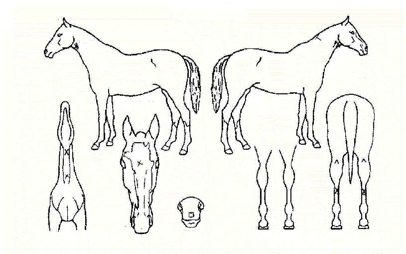 ������ ����,���,�޸�,�λ�,�ٸ��� Ư¡����