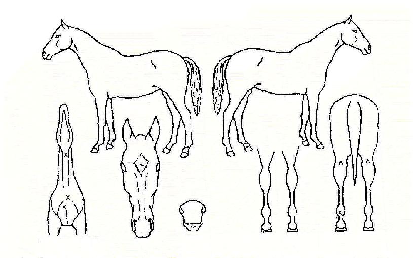 ���Ӱ����� ����,���,�޸�,�λ�,�ٸ��� Ư¡����