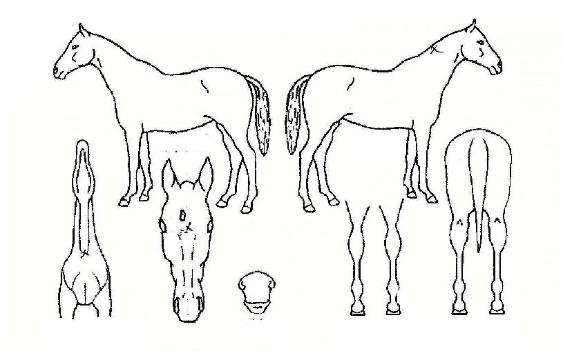 ������ǳ�� ����,���,�޸�,�λ�,�ٸ��� Ư¡����