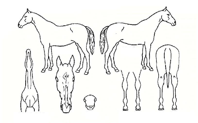 ������ġ�� ����,���,�޸�,�λ�,�ٸ��� Ư¡����