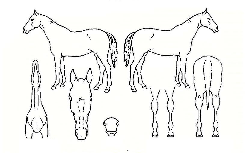 ��Ÿ������ ����,���,�޸�,�λ�,�ٸ��� Ư¡����