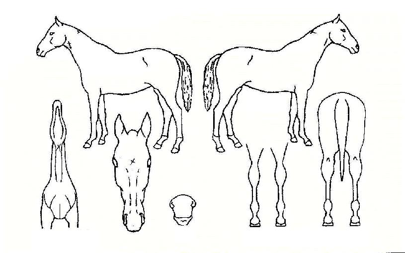 ¾ÆÀ̽º¸ÇÀÇ Ãø¸é,¿ì¸é,µÞ¸é,µÎ»ó,´Ù¸®ÀÇ Æ¯Â¡µµÇØ