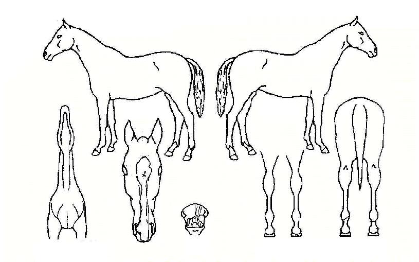 Èñ¸Á¿¡³ÊÁöÀÇ Ãø¸é,¿ì¸é,µÞ¸é,µÎ»ó,´Ù¸®ÀÇ Æ¯Â¡µµÇØ