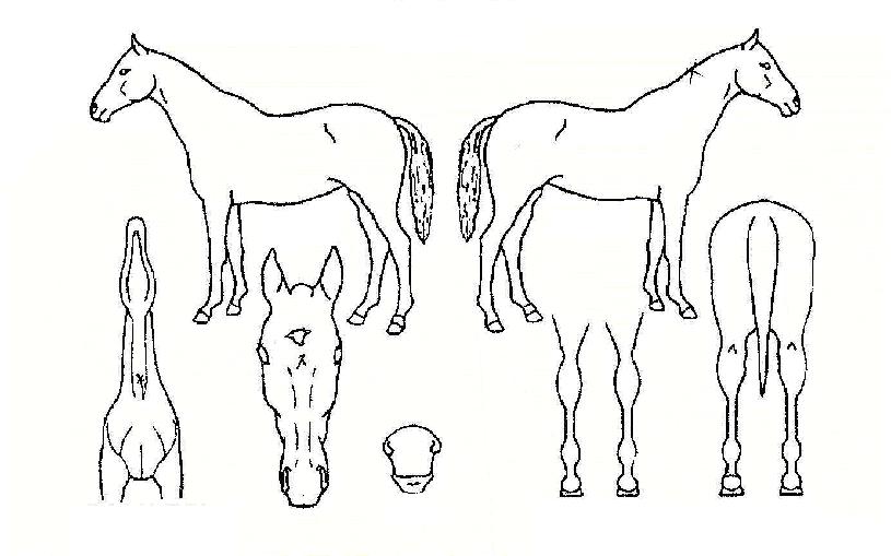 °æÃµ¿©¿ÕÀÇ Ãø¸é,¿ì¸é,µÞ¸é,µÎ»ó,´Ù¸®ÀÇ Æ¯Â¡µµÇØ