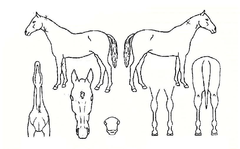 ��ö������ ����,���,�޸�,�λ�,�ٸ��� Ư¡����