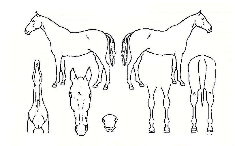 ���������� ����,���,�޸�,�λ�,�ٸ��� Ư¡����