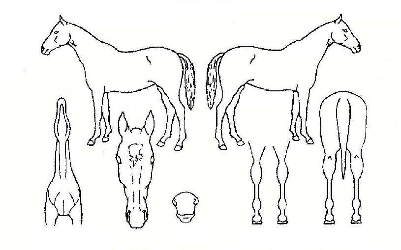 ��������� ����,���,�޸�,�λ�,�ٸ��� Ư¡����