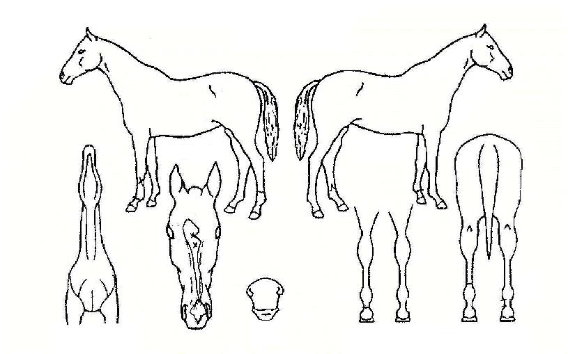 ÃÊ¿øµ¿ÀÚÀÇ Ãø¸é,¿ì¸é,µÞ¸é,µÎ»ó,´Ù¸®ÀÇ Æ¯Â¡µµÇØ