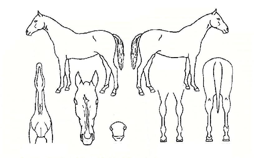 ��������Ʈ�� ����,���,�޸�,�λ�,�ٸ��� Ư¡����