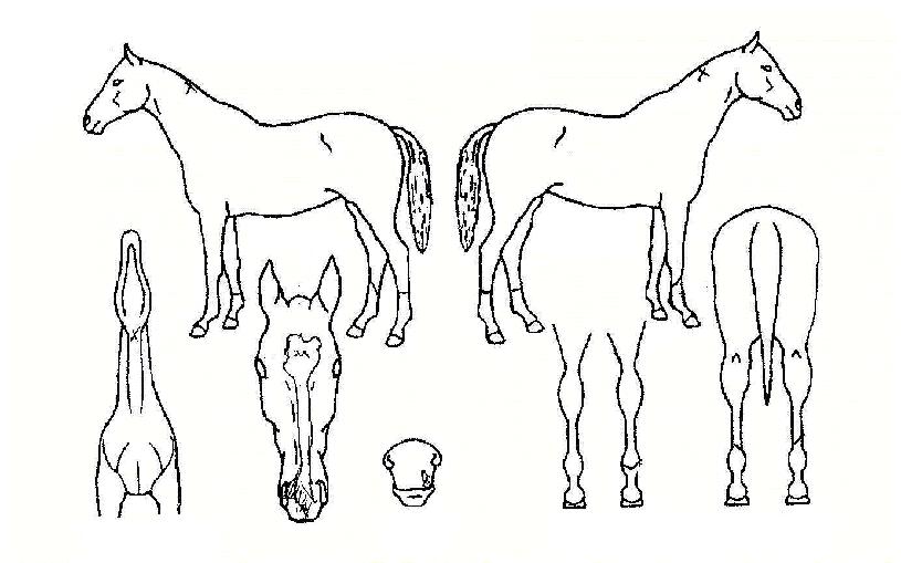 ¿Â´©¸®ºûÀÇ Ãø¸é,¿ì¸é,µÞ¸é,µÎ»ó,´Ù¸®ÀÇ Æ¯Â¡µµÇØ