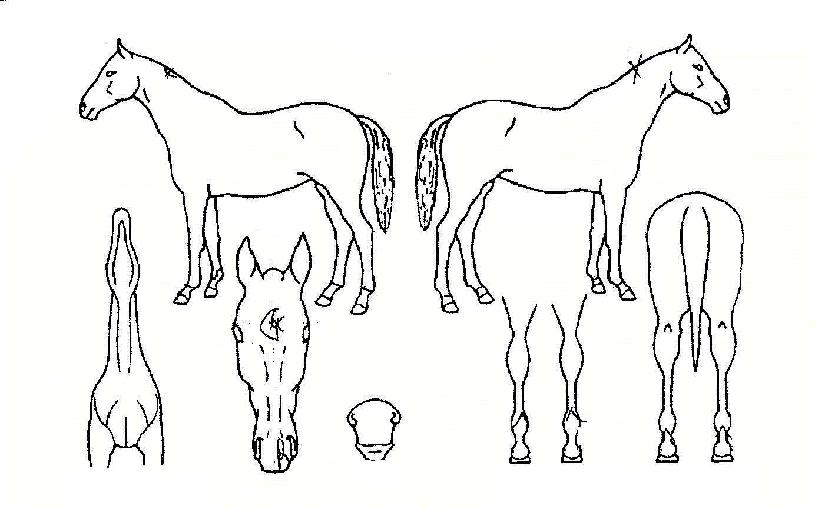 �¿����� ����,���,�޸�,�λ�,�ٸ��� Ư¡����