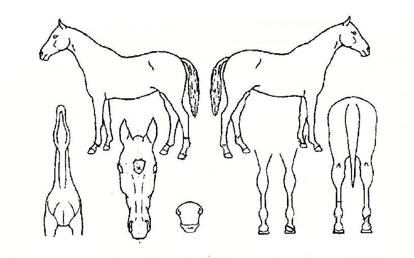 �ʿ������� ����,���,�޸�,�λ�,�ٸ��� Ư¡����