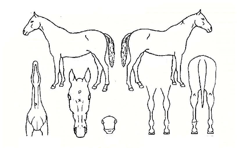 °ÀÚ±ºÀÇ Ãø¸é,¿ì¸é,µÞ¸é,µÎ»ó,´Ù¸®ÀÇ Æ¯Â¡µµÇØ