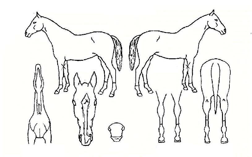 ÅëÀϹ®ÈÀÇ Ãø¸é,¿ì¸é,µÞ¸é,µÎ»ó,´Ù¸®ÀÇ Æ¯Â¡µµÇØ