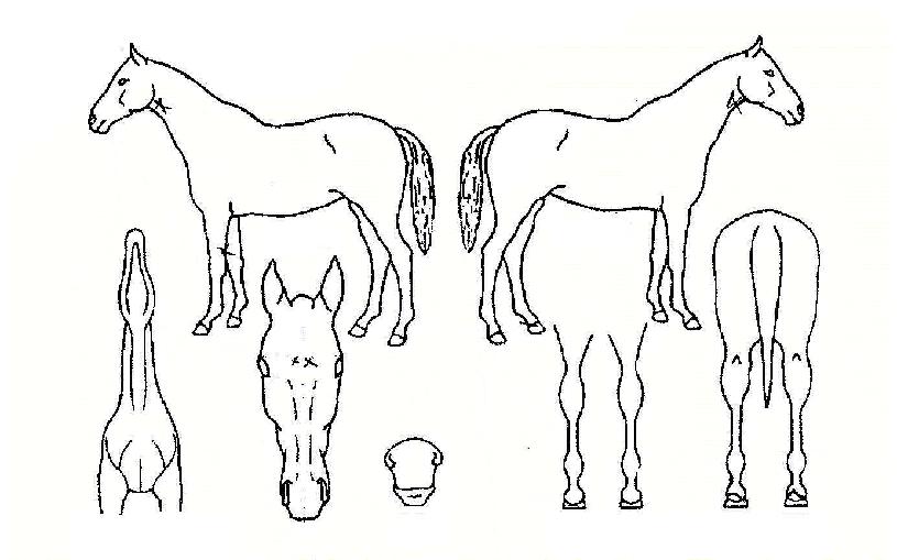 ������� ����,���,�޸�,�λ�,�ٸ��� Ư¡����