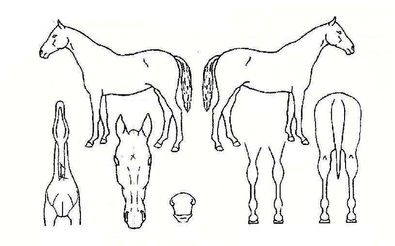 ³²ÃÌèÇÁÀÇ Ãø¸é,¿ì¸é,µÞ¸é,µÎ»ó,´Ù¸®ÀÇ Æ¯Â¡µµÇØ