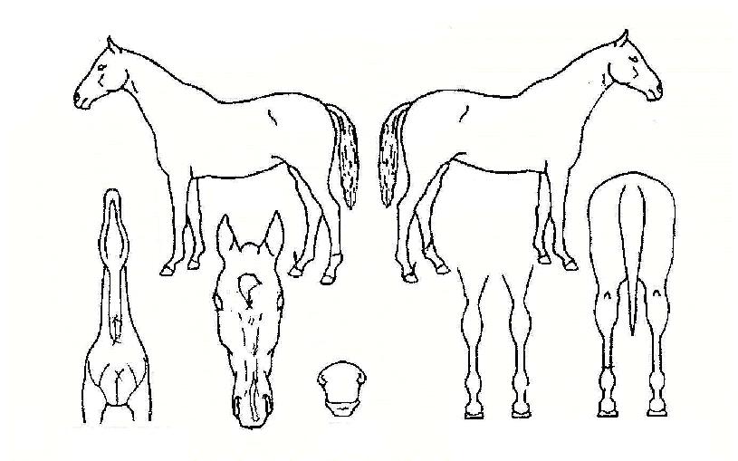 ������������ ����,���,�޸�,�λ�,�ٸ��� Ư¡����