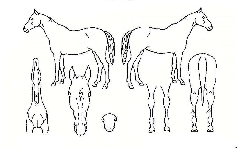 �������� ����,���,�޸�,�λ�,�ٸ��� Ư¡����