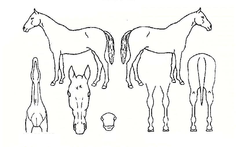 ��������� ����,���,�޸�,�λ�,�ٸ��� Ư¡����