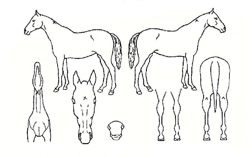 ���������� ����,���,�޸�,�λ�,�ٸ��� Ư¡����