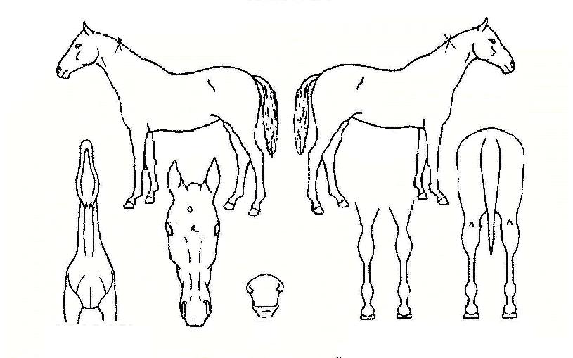 �������� ����,���,�޸�,�λ�,�ٸ��� Ư¡����