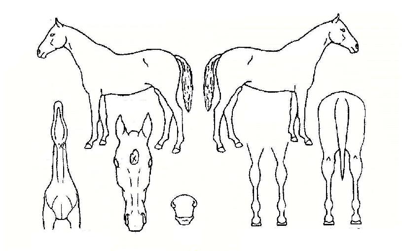 µ¶µµÁÁ¾ÆÀÇ Ãø¸é,¿ì¸é,µÞ¸é,µÎ»ó,´Ù¸®ÀÇ Æ¯Â¡µµÇØ