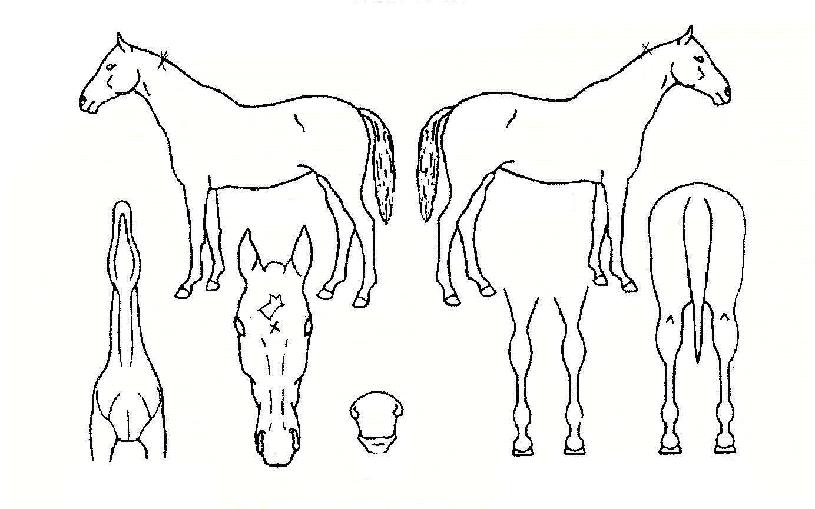 �ٺ��� ����,���,�޸�,�λ�,�ٸ��� Ư¡����