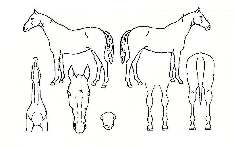 ŷũ������ ����,���,�޸�,�λ�,�ٸ��� Ư¡����