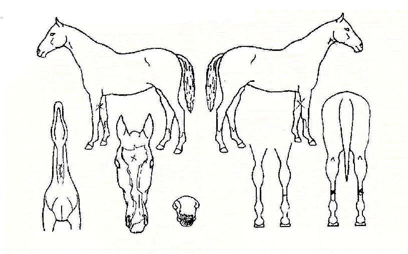 ��级�� ����,���,�޸�,�λ�,�ٸ��� Ư¡����