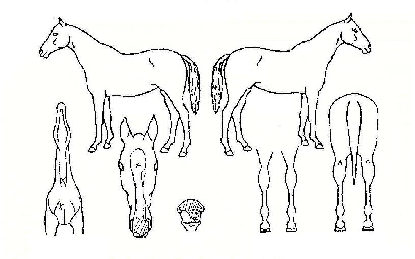 �ݺ���ȭ�� ����,���,�޸�,�λ�,�ٸ��� Ư¡����