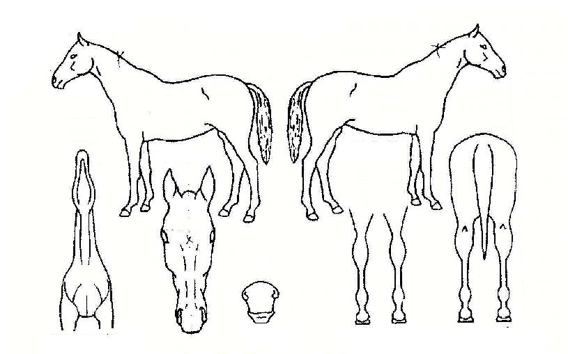 �ɵ����� ����,���,�޸�,�λ�,�ٸ��� Ư¡����