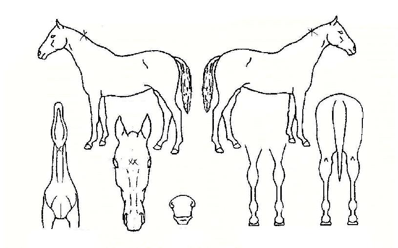 ¼±½ºÅ¾ÀÇ Ãø¸é,¿ì¸é,µÞ¸é,µÎ»ó,´Ù¸®ÀÇ Æ¯Â¡µµÇØ