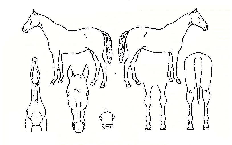 º£½ºÅ¸ÀÇ Ãø¸é,¿ì¸é,µÞ¸é,µÎ»ó,´Ù¸®ÀÇ Æ¯Â¡µµÇØ