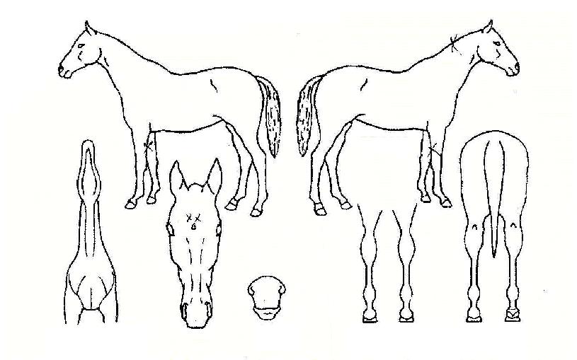 ½Ì½ÌÇØÀÇ Ãø¸é,¿ì¸é,µÞ¸é,µÎ»ó,´Ù¸®ÀÇ Æ¯Â¡µµÇØ