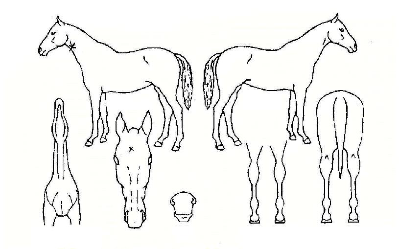 ��Ű���� ����,���,�޸�,�λ�,�ٸ��� Ư¡����