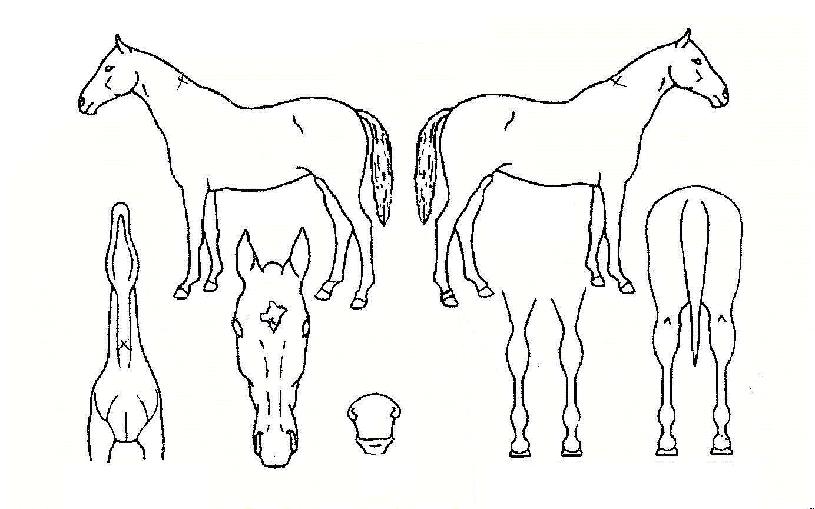 ����Ŭ�ι��� ����,���,�޸�,�λ�,�ٸ��� Ư¡����