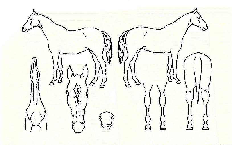 ��ƮŰ���� ����,���,�޸�,�λ�,�ٸ��� Ư¡����