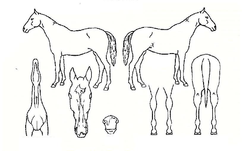 �������ڸ��� ����,���,�޸�,�λ�,�ٸ��� Ư¡����