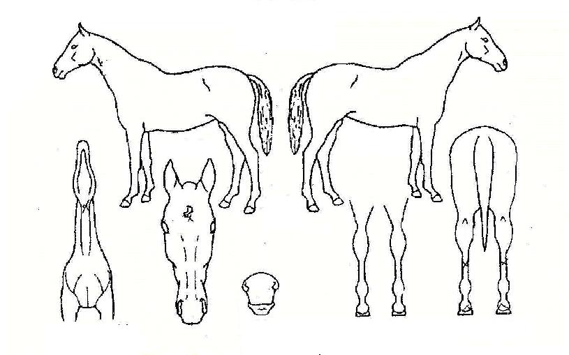 ¾Æ¸§´Ù¿îÁúÁÖÀÇ Ãø¸é,¿ì¸é,µÞ¸é,µÎ»ó,´Ù¸®ÀÇ Æ¯Â¡µµÇØ